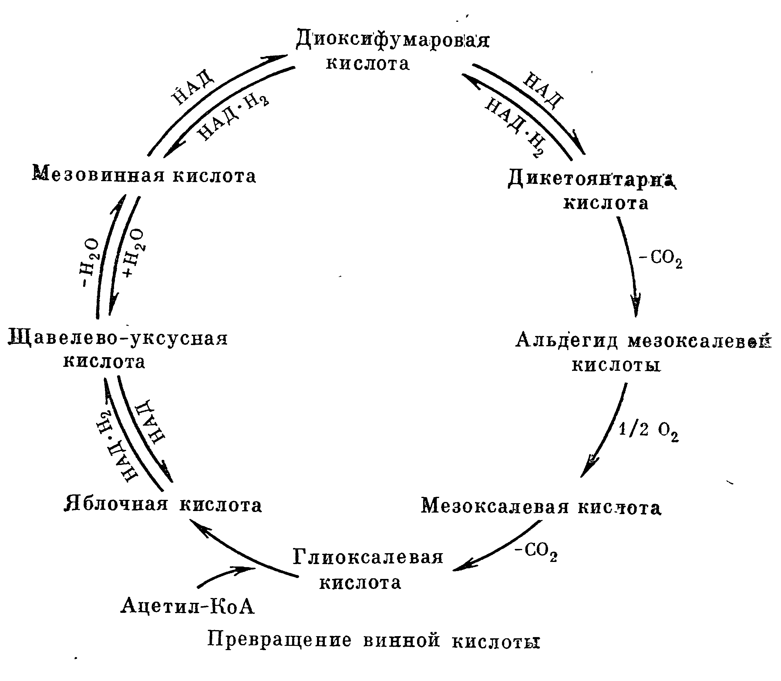 Схема глиоксилатного цикла