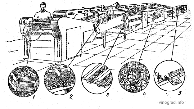 Машина  для сортировки и калибровки плодов