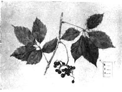 Дикий виноград Партеноциссус квинквефалиа