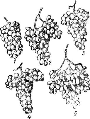 Основные формы гроздей винограда