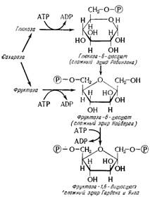 Образование сложных эфиров фосфорной кислоты и сахаров