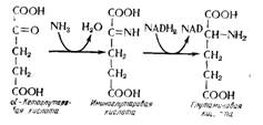 Образование глутаминовой кислоты из минерального азота