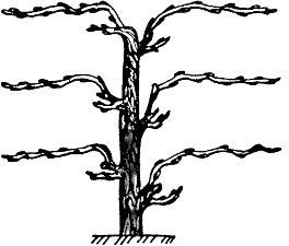 Форма куста винограда вертикальный кордон