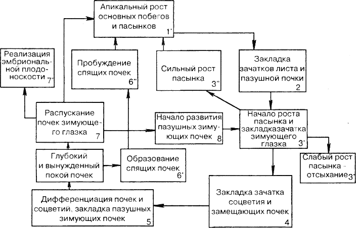 Циклы развития почек винограда 