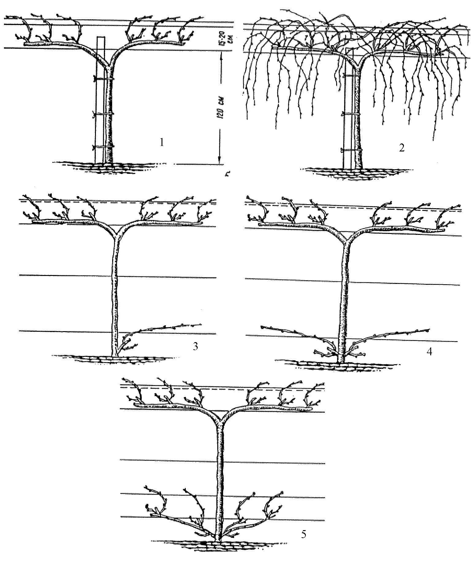 Формирование кустика. Гюйо формировка винограда. Школка винограда схема посадки. Формирование куста кишмиша. Формирование винограда схема самая простая по годам.