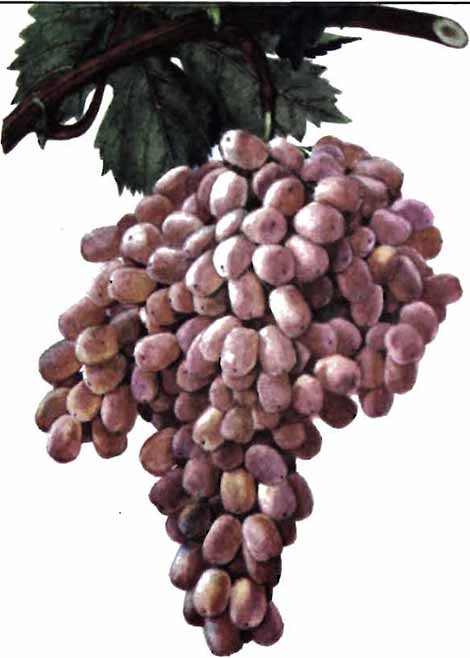 Виноград изюминка. Изюминка розовый виноград. Вино из винограда Тайфи. Виноград Тайфи для чачи. Вино из винограда Тайфи фото.