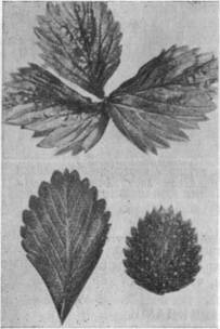 деформированный лист земляники в результате питания слюнявки-пенницы