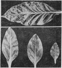 лист Nicotiana tabacum Т1787 с симптомами поражения вирусом черной кольцевой пятнистости томата