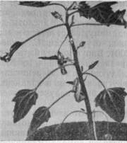 Растение Chenopodium quinoa, системно зараженное латентным вирусом черной малины