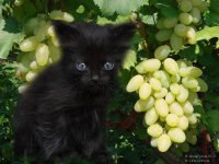 Котенок и виноград