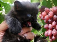 Котенок и виноград
