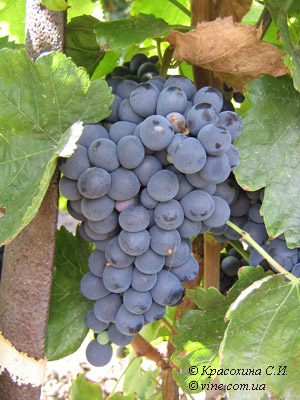 shiraz.jpg