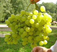 Алешенькин