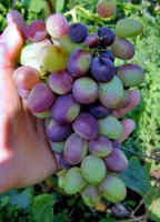 Аркадия розовая