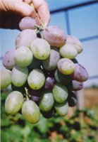 Атлант Запорожский