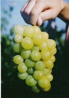 Болгария устойчивая