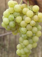 Болгария устойчивая