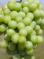 Кишиневские Зори