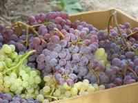 Русбол и Кишмиш Запорожский