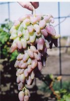 Заграва