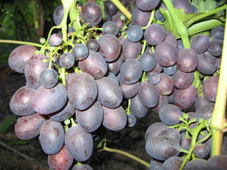 Костя – виноград