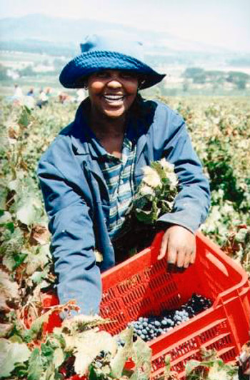 сбор винограда в ЮАР