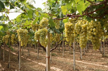 Современная система возделывания столового винограда в провинции Кальяри