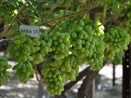 сорт винограда ARRA 15