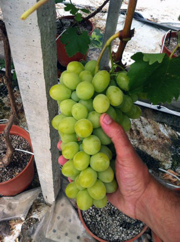 сорт винограда Виктория на гидропонике - гроздь