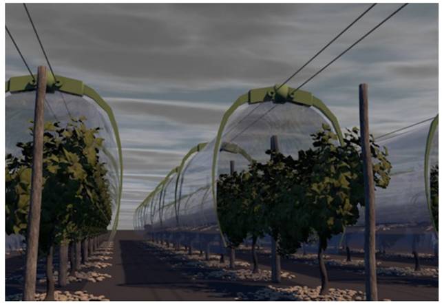 туннель для виноградных кустов