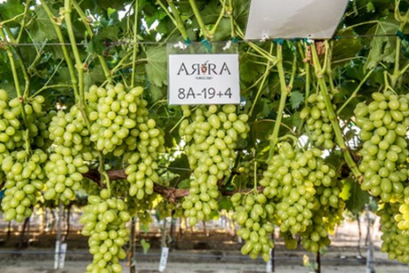 сорт винограда ARRA 8A-19 + 4