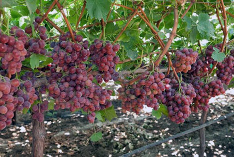 Сорт винограда Свит Селебрейшн