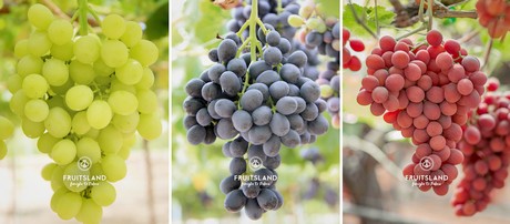 три бессемянных сорта винограда