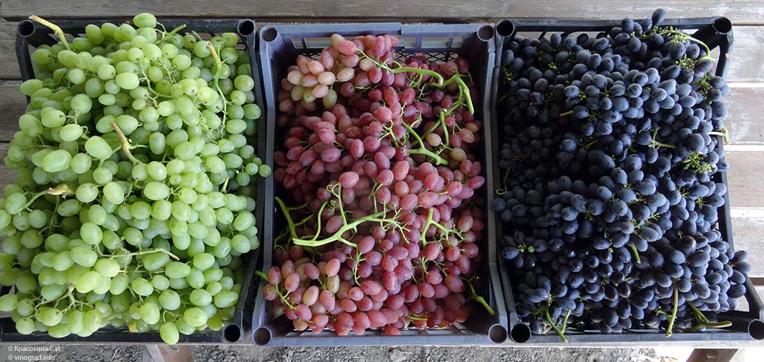 разный виноград в ящиках