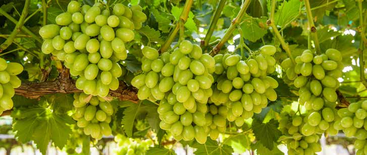 выращивание столового винограда