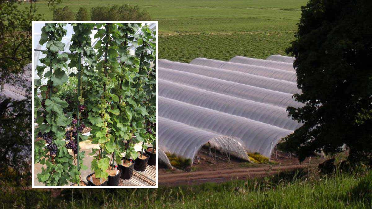 Австралия: карликовые кусты винограда, плодоносящие круглый год
