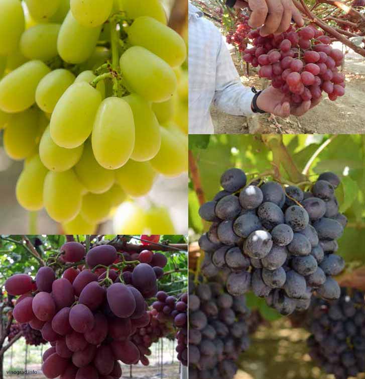 селекционные сорта винограда