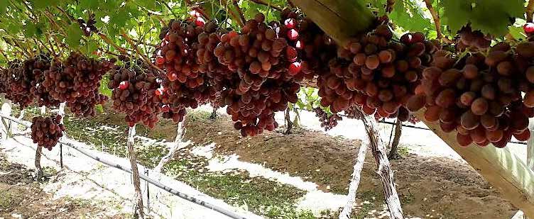 виноград индии на кустах