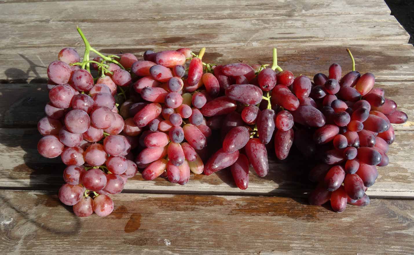 ягоды винограда после обработки регуляторами роста