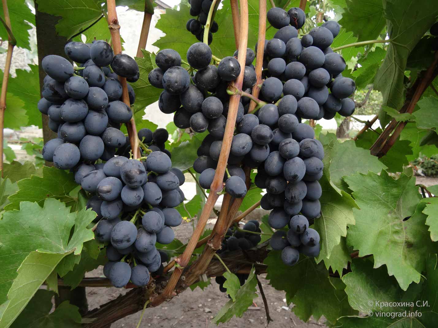 сорт винограда Молдова