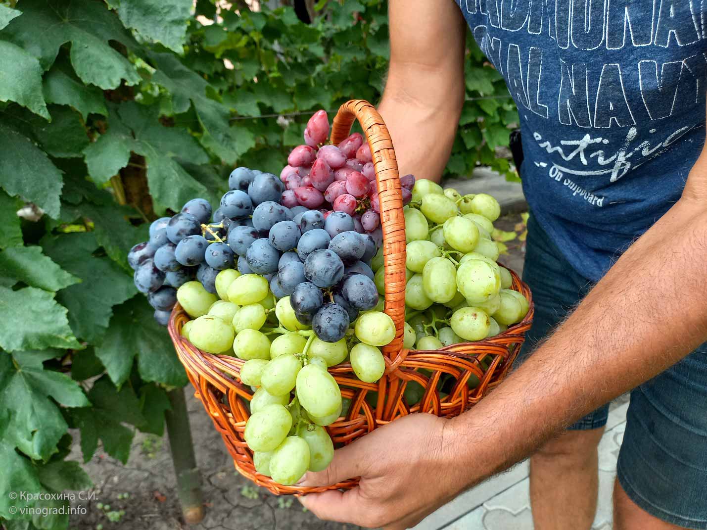 красивый виноград в корзине