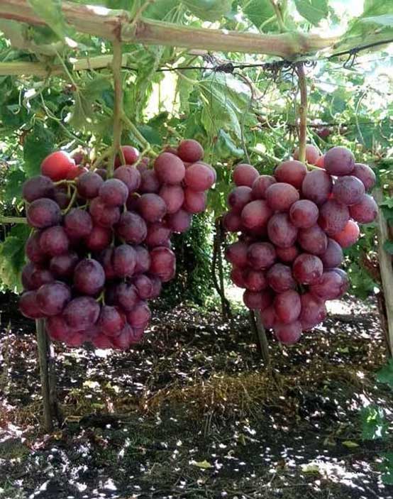 столовый виноград Латинская Америка