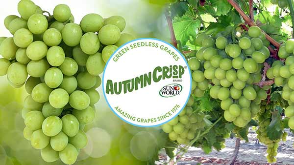 сорт винограда AUTUMNCRISP