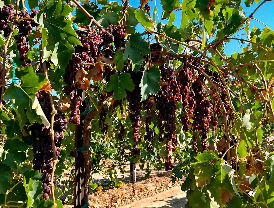 куст сорта винограда IFG Rais-one с высушенными гроздьями