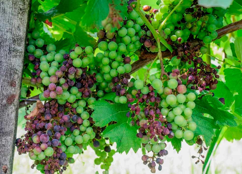 милдью на гроздях виноградника Бордо