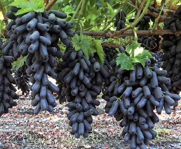 Sweet Sapphire - грозди сорта винограда на кусте