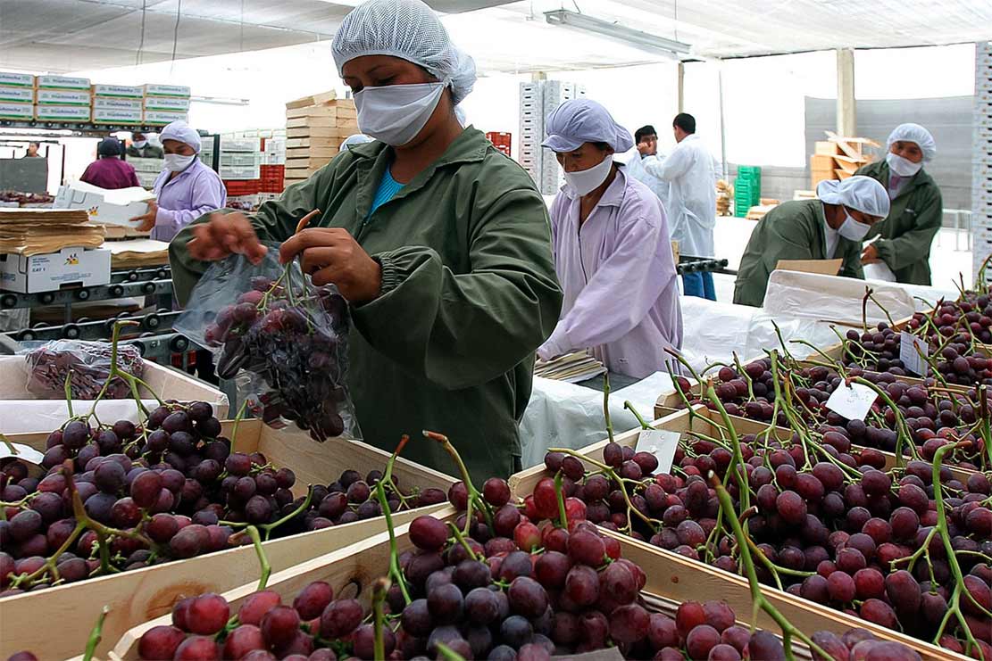 упаковка столового винограда на экспорт