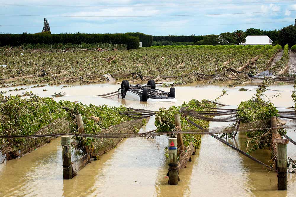 виноградник Новой Зеландии в воде после циклона