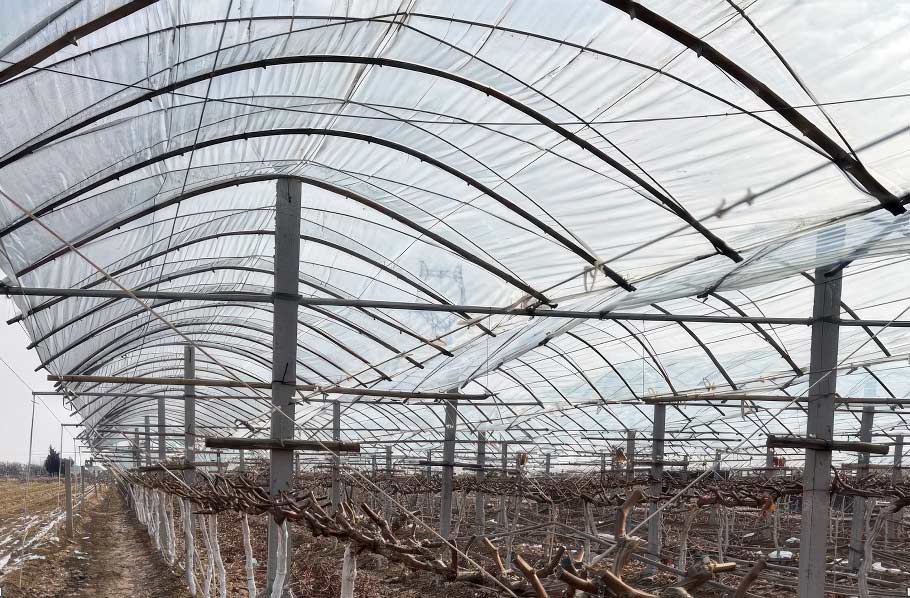 виноградник под защитным покрытием