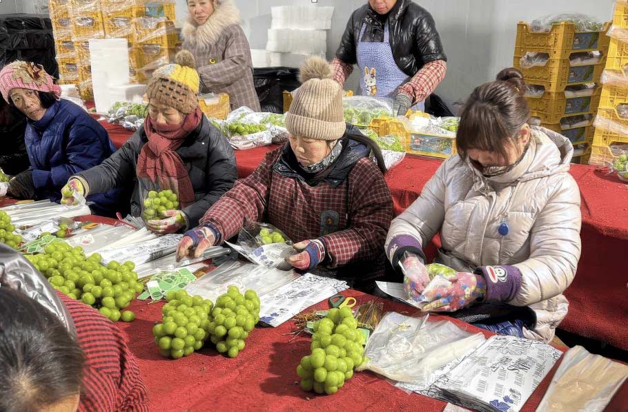 упаковка столового винограда в Китае
